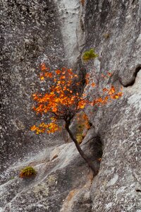 Leaves yosemite cliff
