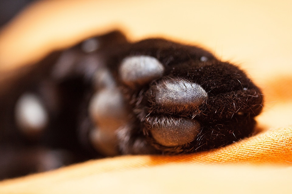 Paws velvet paw fur photo