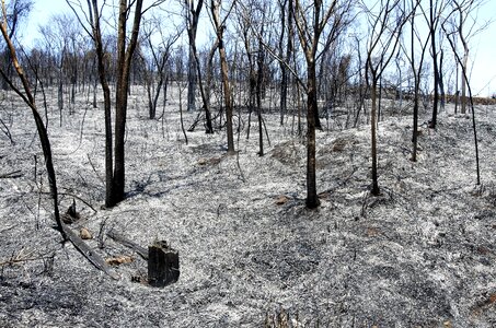 Burn firewood destruction