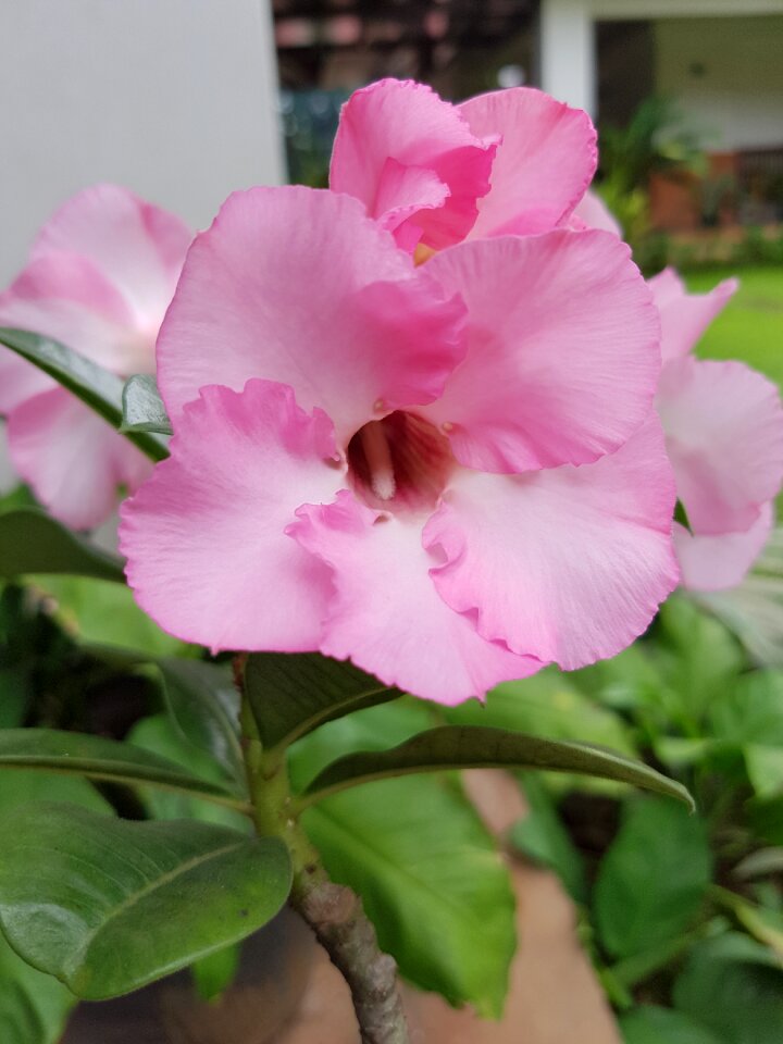 Nature plant garden