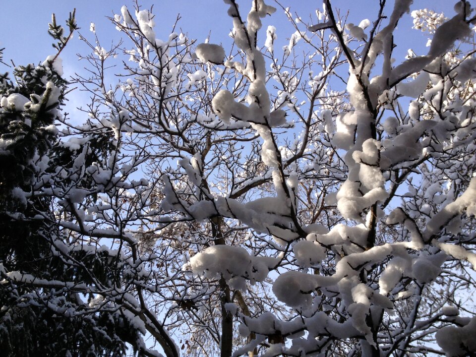 Snow trees nature