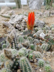 Flower thorns desert