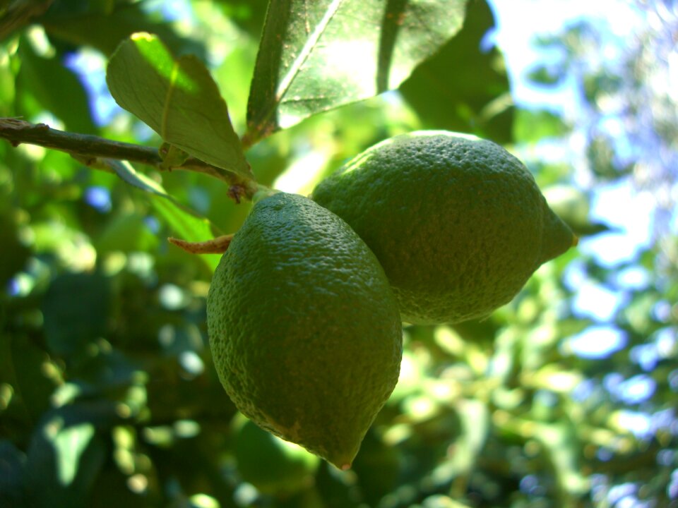 Sicily italy fruit