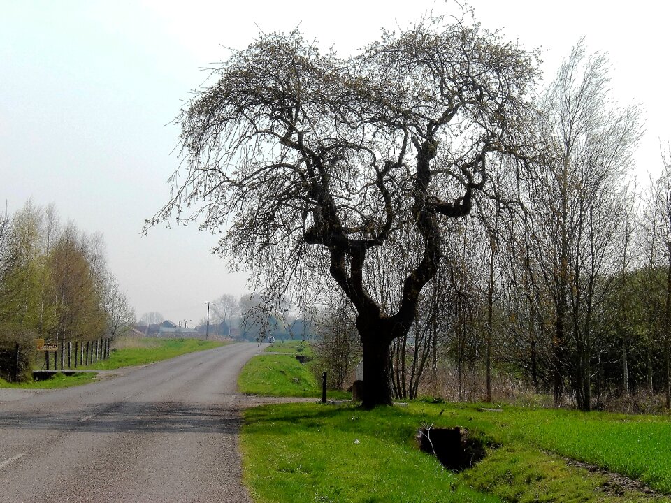Bald winter tree