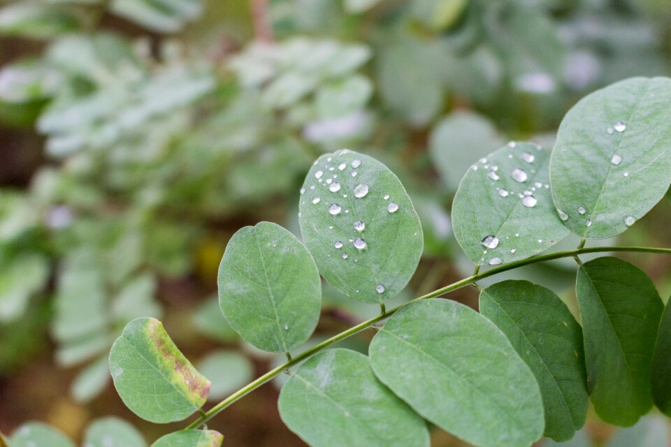 Macro rain drops foliage
