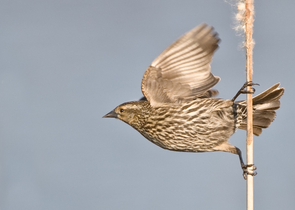 Wing perched wildlife