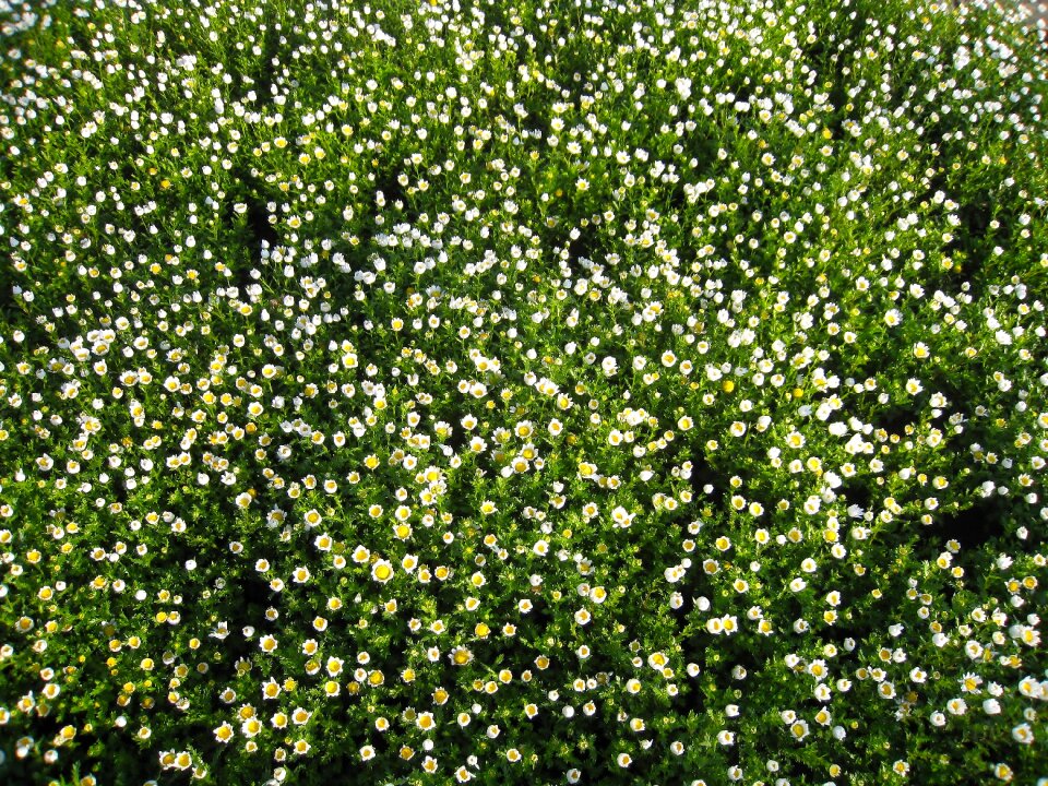 Flowers white chrysanthemum