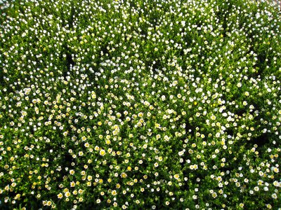 Flowers white chrysanthemum