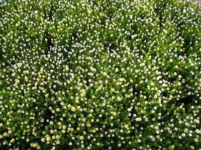 Flowers white chrysanthemum photo