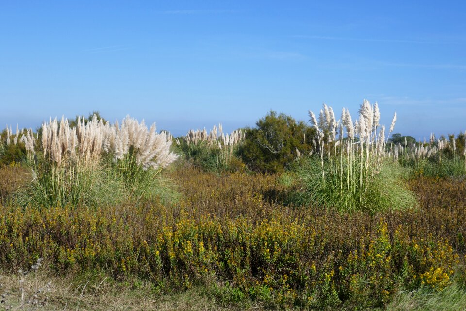 Landscape outdoor grass