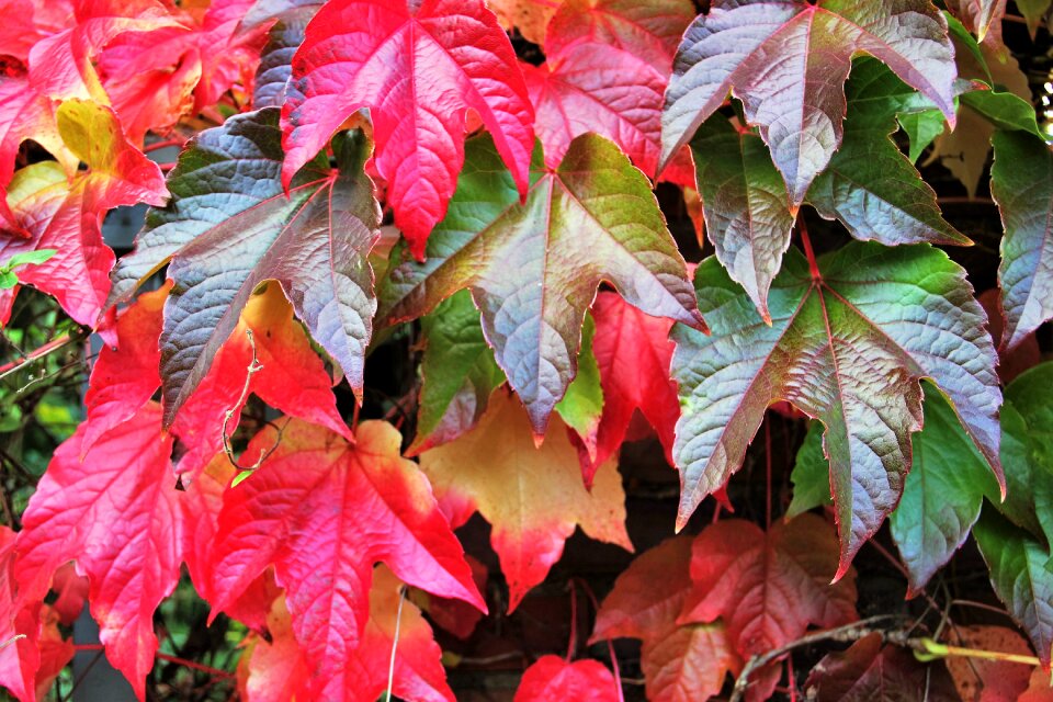 Colorful leaves fall color autumn