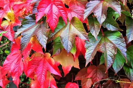 Colorful leaves fall color autumn