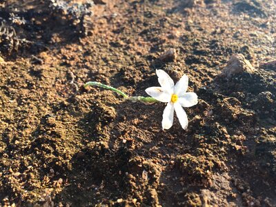 White be born soil