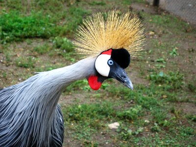 Beauty in nature zoo feathered race