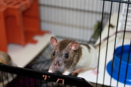 Pet rodent photo
