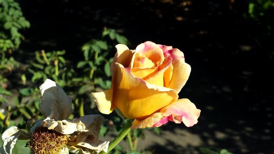 Yellow golden dijon