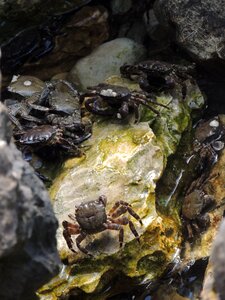 Rock great shellfish