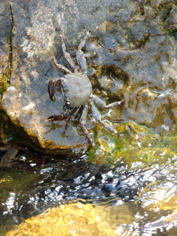 Great pliers crustacean