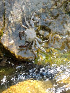 Great pliers crustacean