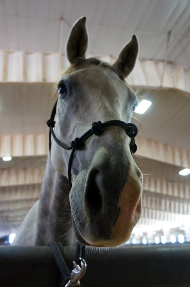 Curious nosy