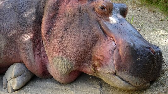Hippopotamus zoo tiergarten