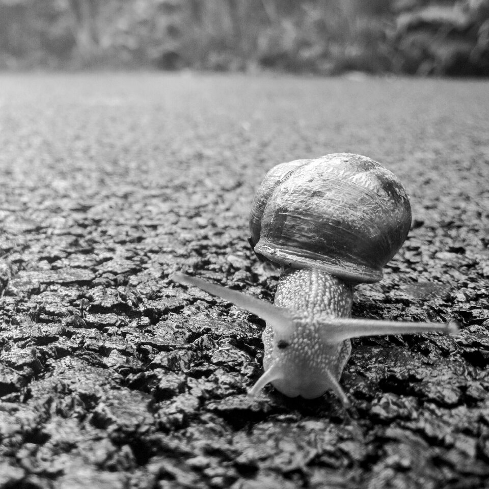 Mollusk slither slow
