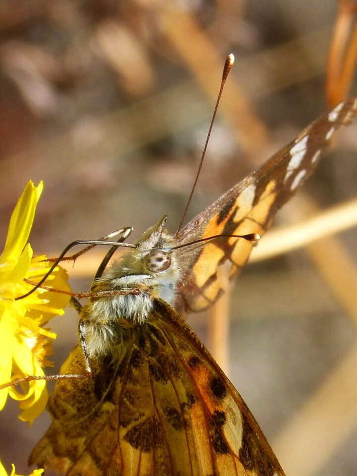 Vanesa from thistles migrating dels cards lepidopteran
