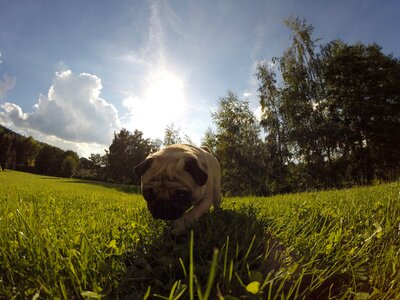 Meadow sunbeam pet