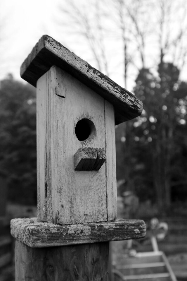 House bird home