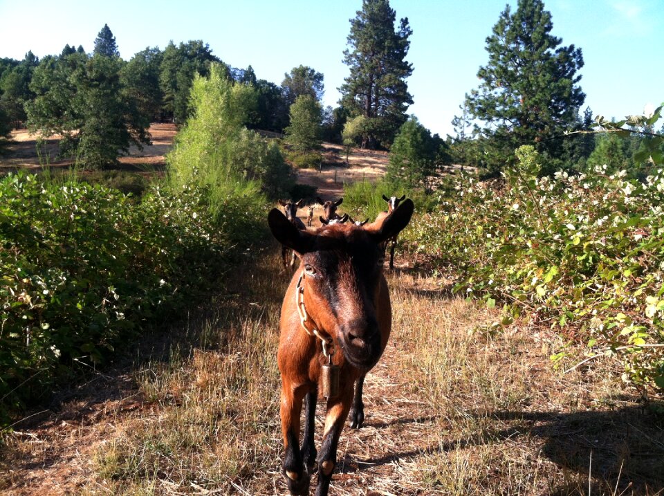 Outdoors animal pasture