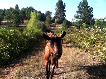 Outdoors animal pasture