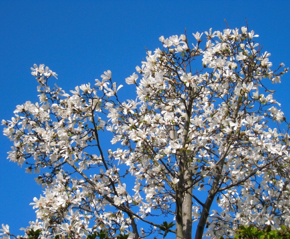 White flowers blue sky wood