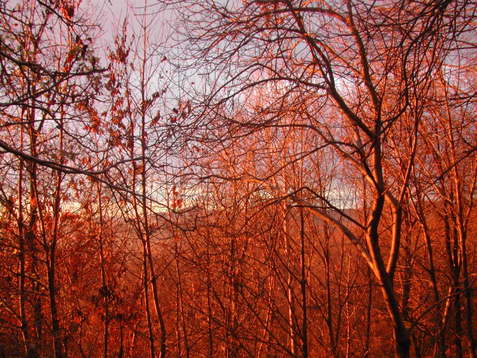 Sunset red nature
