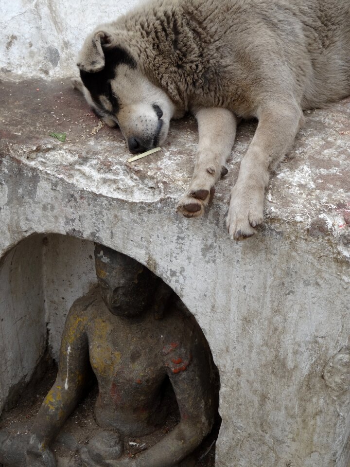 Homeless animals sleep