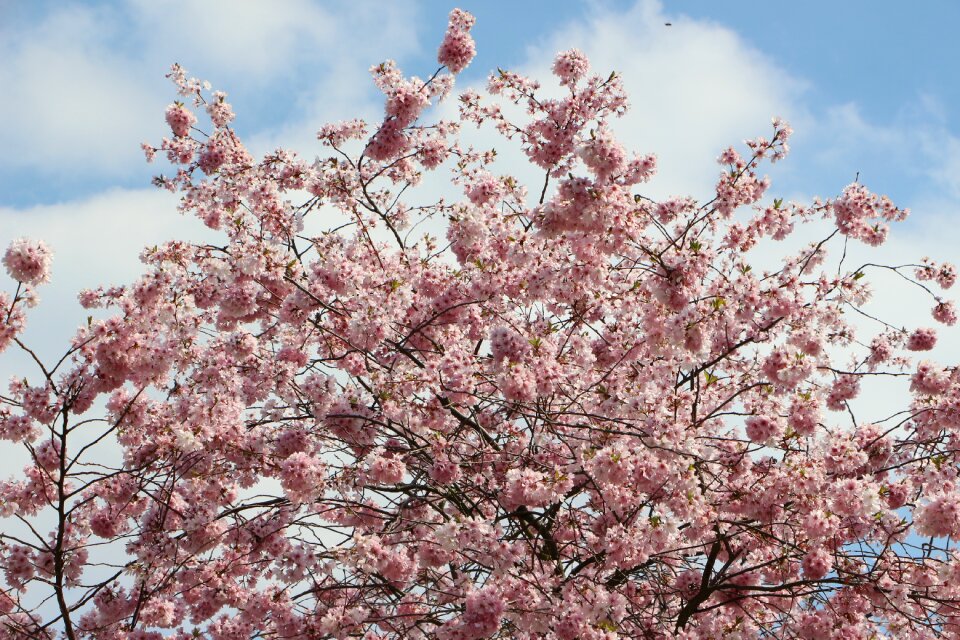 Almond blossom may flowers flowers
