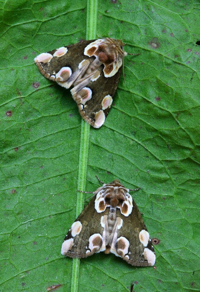 British nature insect