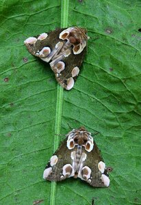 British nature insect