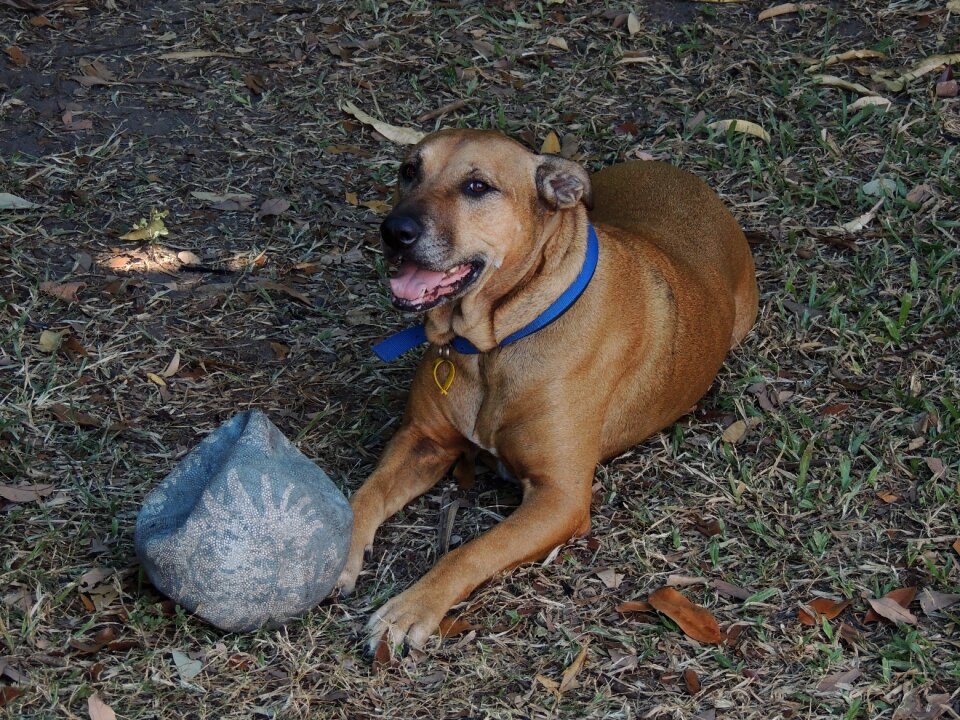 Canine happy mammal