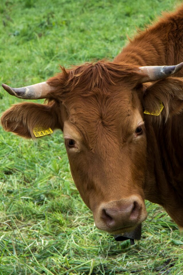 Farm animals horns ruminant