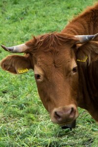 Farm animals horns ruminant photo