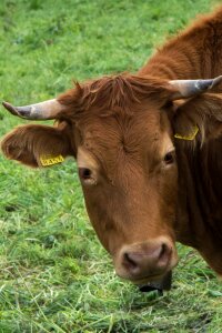 Farm animals horns ruminant