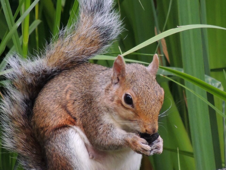Fur pet nature