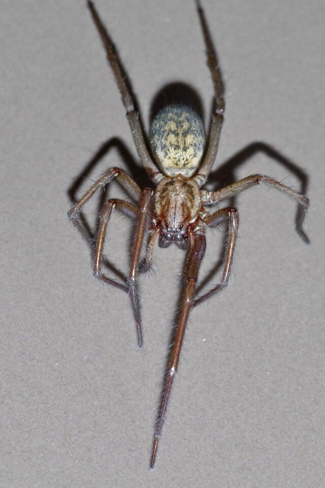 Arachnophobia frightening arachnid