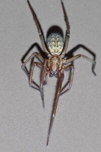 Arachnophobia frightening arachnid photo