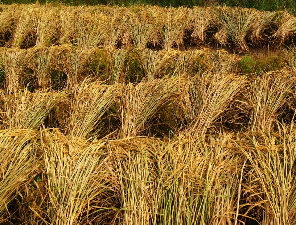 Agriculture farm asia