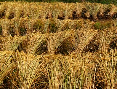 Agriculture farm asia photo