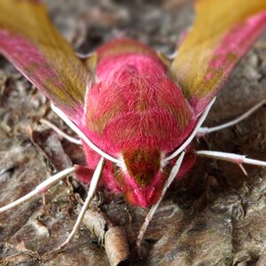 British nature insect