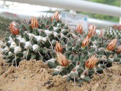 Flower thorns desert