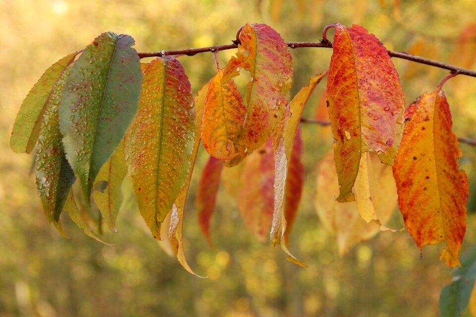 Golden autumn autumn autumn leaf