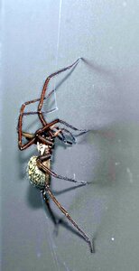 Arachnophobia frightening arachnid